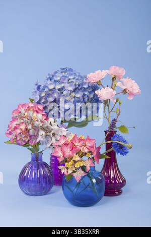 Hortensien rosa und blauen und anderen Blumen auf farbigen Hintergrund Stockfoto