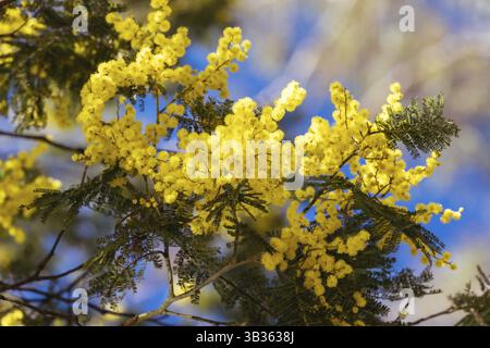 Blüte des Mimosa-Baumes (Acacia Pycnantha), auch bekannt als Golden Wattle an einem kühlen späten Wintertag in Warrandyte in Melbourne, Victoria, Austr Stockfoto