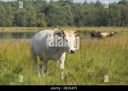 Piemonteser Rinder Kühe trinken in Natur See Stockfoto