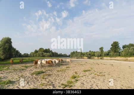 Fluss Doubs im westlichen Frankreich mit Rinder Kühe Charolais Stockfoto