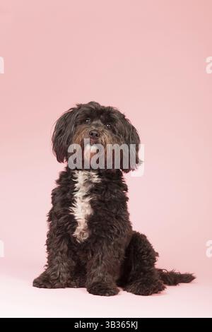 Kleiner schwarzer tibetischer Terrier auf rosa Hintergrund Stockfoto
