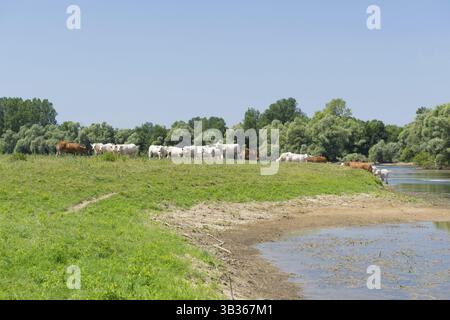 Fluss Doubs im westlichen Frankreich mit Rinder Kühe Charolais Stockfoto