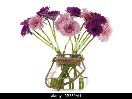 Bouquet lila und rosa Gerber Blumen isoliert auf weißem Hintergrund Stockfoto
