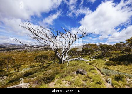 Blick auf die Landschaft entlang des Porcupine Walking Track an einem Sommertag im Kosciuszko National Park, Snowy Mountains, New South Wales, Australien, Kosciusz Stockfoto