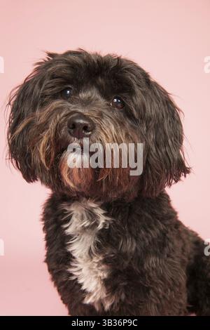 Kleiner schwarzer tibetischer Terrier auf rosa Hintergrund Stockfoto