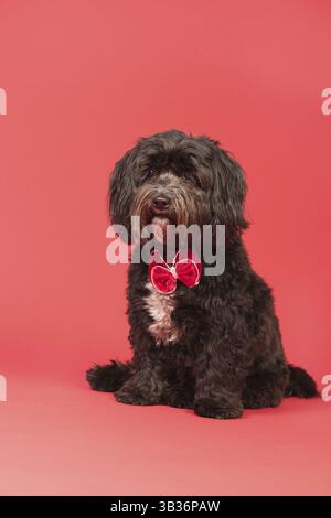 Kleiner schwarzer tibetischer Terrier mit Weihnachtsschleife auf rotem Hintergrund Stockfoto