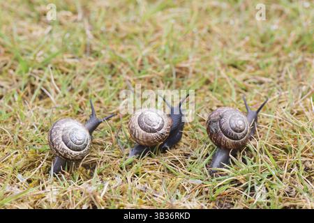 Schnecke Rennen zwischen drei Schnecken Stockfoto