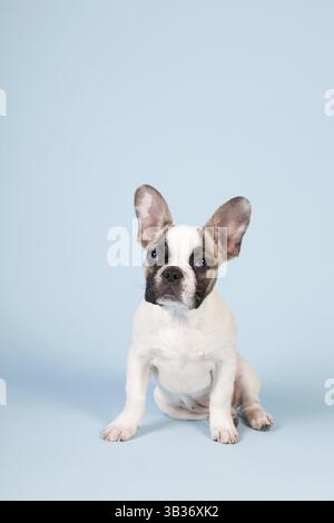 Französische Bulldogge Welpen im Studio auf Pastelltönen blauer Hintergrund Stockfoto