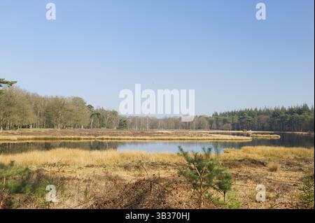 Landschaft mit Natur-Moor in niederländischen Wald Stockfoto
