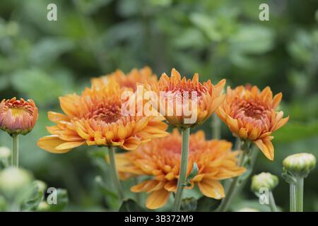Chrysanths im Blumenbeet im Garten Stockfoto