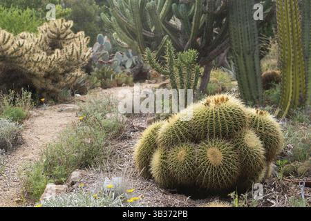 Naturgarten mit Auswahl an Kakteen Stockfoto