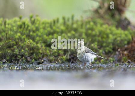 Weibliche gemeinsame Buchfink im Wasser Stockfoto