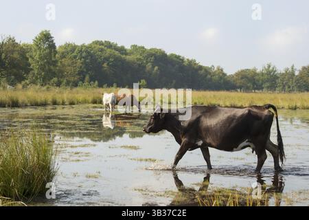 Piemonteser Rinder Kühe trinken in Natur See Stockfoto