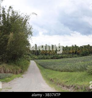 Schotterweg zwischen den Ananasfeldern auf den Philippinen Stockfoto