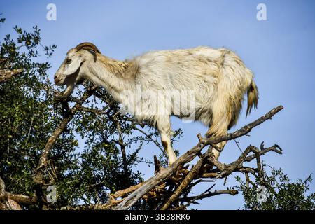Arganbäume und die Ziegen auf dem Weg zwischen Marrakesch und Essaouira in Marokko.Arganöl wird aus den Samen der Bäume hergestellt, und das Öl ist Stockfoto