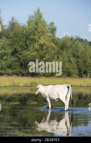 Piemonteser Rinder Kühe trinken in Natur See Stockfoto