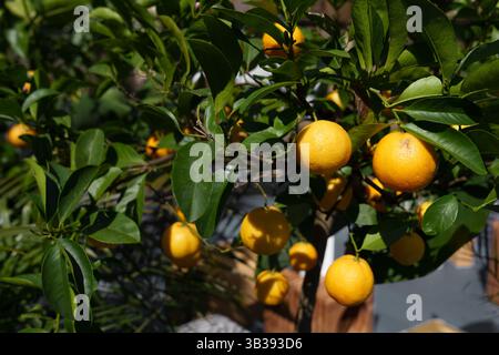 Reife gelbe Zitrusfrüchte wachsen auf einem Baum mit grünen Blättern bei Tageslicht. Frische Bio-Zitronen am Zweig Stockfoto