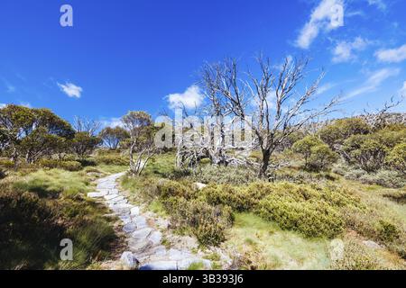 Blick auf die Landschaft entlang des Porcupine Walking Track an einem Sommertag im Kosciuszko National Park, Snowy Mountains, New South Wales, Australien, Ozeanien Stockfoto