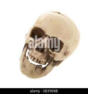 Menschliche Schädel aus Kunststoff auf weißem Hintergrund Stockfoto