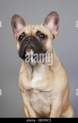 Französische Bulldogge Portrait im Studio auf grauem Hintergrund Stockfoto