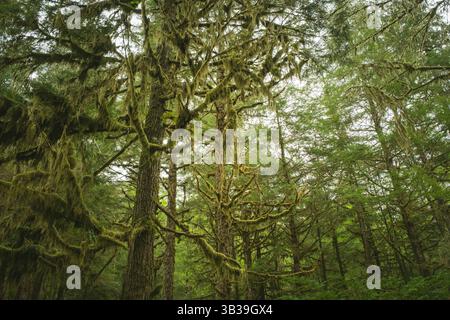 Tiefgrüner Regenwald in Ketchikan. Alaska Stockfoto
