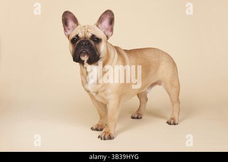 Französische Bulldogge stehend im Studio auf blauem Hintergrund Stockfoto