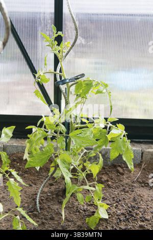 Green House mit jungen Tomatenpflanzen öffnen Stockfoto