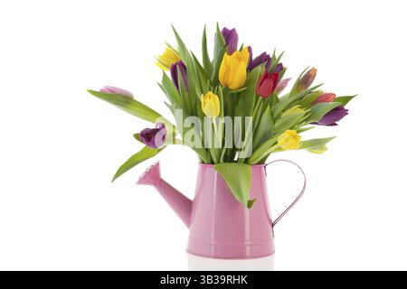 Gießkanne mit bunten Tulpen im Frühling Stockfoto