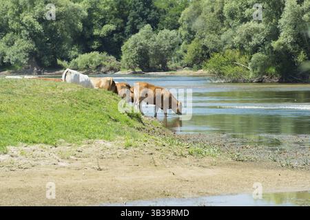Fluss Doubs im westlichen Frankreich mit Rinder Kühe Charolais Stockfoto