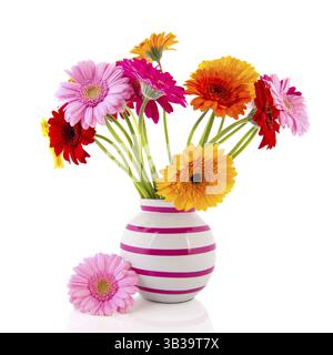 Gerber Blumen in Vase mit rosa Streifen auf weißem Hintergrund isoliert Stockfoto