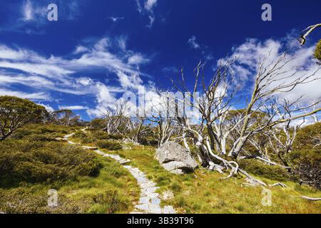 Blick auf die Landschaft entlang des Porcupine Walking Track an einem Sommertag im Kosciuszko National Park, Snowy Mountains, New South Wales, Australien, Ozeanien Stockfoto