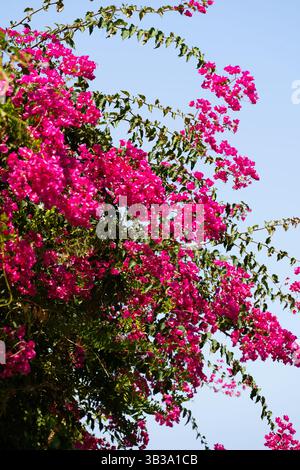 Wunderschöne magentafarbene Bougainvillea Blumen Bougainvillea glabra Choisy Stockfoto