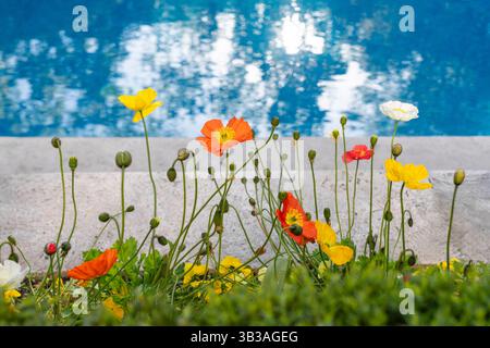 Orangefarbene, weiße und gelbe Mohnblumen am Pool. Blühende Wildblumen im Garten mit blauem Wasser. Helles Sommerblumenkonzept. Natur, Outdoor Stockfoto