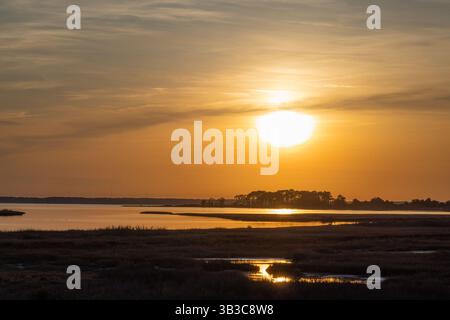 Am späten Nachmittag Licht auf den Gräsern und Wasser, Assateague Island National Seashore, Maryland Stockfoto