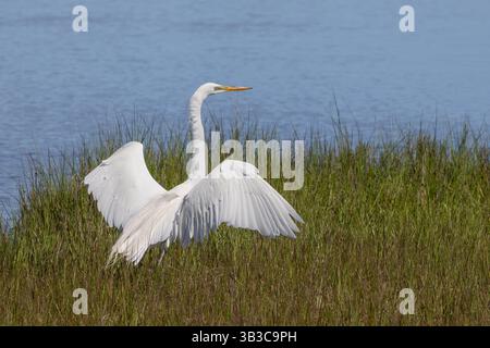 Großer Reiher (Ardea alba) bereit für den Start in den Gezeiten, Assateague Island National Seashore, Maryland Stockfoto