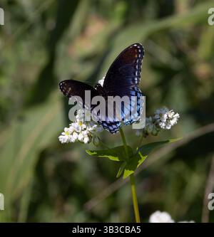 Symbiotische Beziehung des Roten-Fleckenadmiral-Schmetterlings (Limenitis arthemis) auf Buchweizen, Delaware Botanic Gardens, Delaware Stockfoto