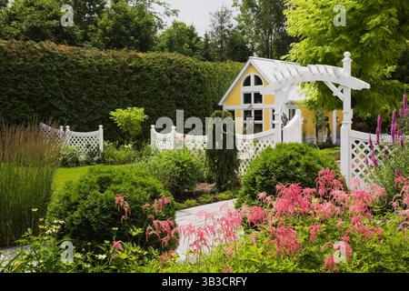 Rosafarbene Astilbe-„Straußenplume“-Blüten und kugelförmige Thuja-Zedernbäume im Vorgarten mit weißem Holzzaun mit Spalier. Stockfoto