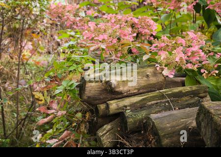Rosa blühende Hortensie Sträucher neben einem Stapel alten Brennholzes im Garten im Herbst. Stockfoto