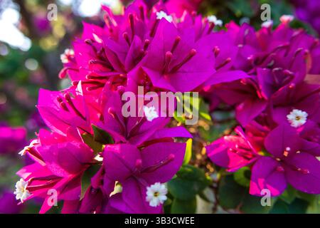 Bougainvillea-Blüten im sanften, goldenen Stundenglühen. Stockfoto