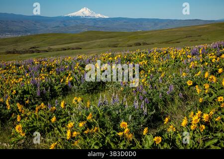 WA28356-00...WASHINGTON - Feld bedeckt mit bunten Lupinen und Balsamwurz mit Mount Hood in der Ferne. Stockfoto