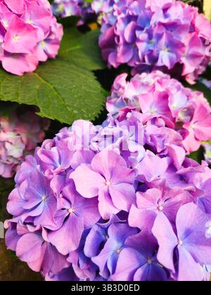 Wunderschöne Hortensien in verschiedenen Violett- und Rosa-Tönen, die im Frühling einen Garten erhellen Stockfoto