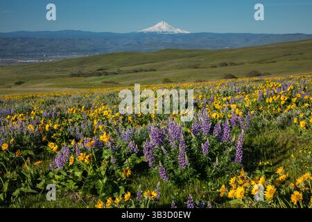 WA28357-00...WASHINGTON - Feld bedeckt mit bunten Lupinen und Balsamwurz mit Mount Hood in der Ferne. Stockfoto