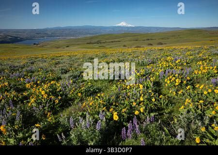 WA28366-00...WASHINGTON - Balsamroot und Lupine blühen auf den Hügeln über dem Kolumbien Rvier mit Mount Hood in der Ferne. Stockfoto