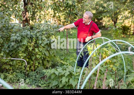 Reifer Mann mit Insektizid auf Gemüse im Garten Stockfoto