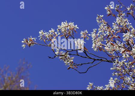 Schließen Sie die weiße blühende Juneberry, Servicebeere oder Schattenstrauch (Amelanchier lamarckii). Familie Rosaceae. Blauer Himmel. Frühling, April, Niederlande. Stockfoto