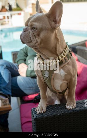 Französische Bulldogge, schöner Grauton mit weiß, mit einer goldenen Kette am Hals Stockfoto