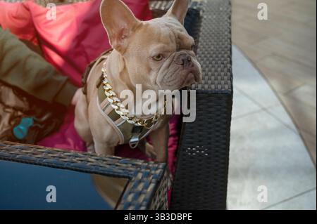 Graue französische Bulldogge mit seinem Besitzer im Café, auf der Straße auf dem Sofa Stockfoto