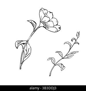 Frühlingswiese Blume und Zweig mit Blättern, schwarz-weiße Tinte Skizze. Botanische Vektorillustration. Eine Reihe linearer Zeichnungen von Gartenblumen, isol Stock Vektor