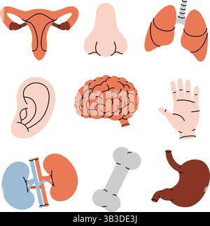 Menschliches Organset. Nieren, Gehirn, Lunge, Magen, Fortpflanzungssystem, Nase, Knochen, Ohr, Blase. Vektorabbildung. Stock Vektor