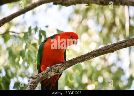 Roter und grüner Königspagat aus nächster Nähe Stockfoto
